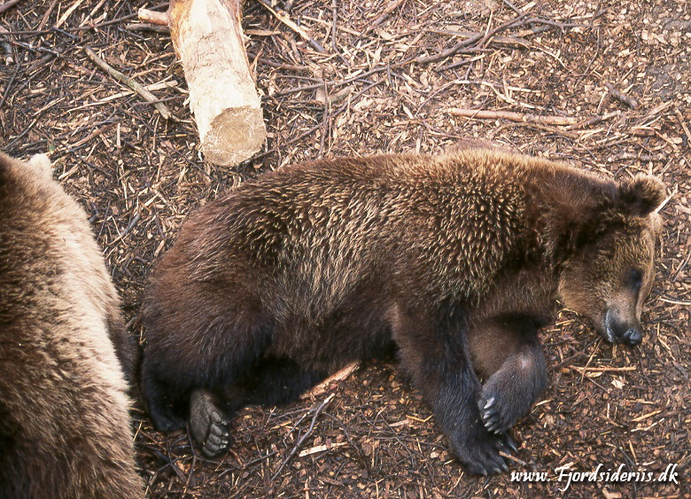 Zoo KBH 1998 0029.JPG